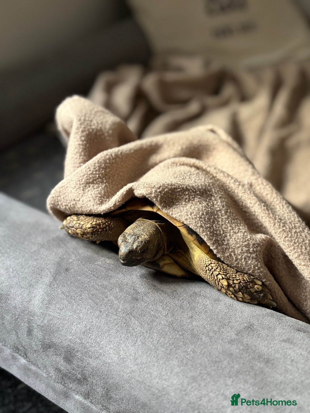 Hermann Tortoise reptiles for sale: Male Hermann Tortoise for sale(Enclosure included) - Advert 3