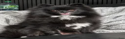 Pomeranian dogs for sale: 2 miniature boy Poms for sale  - Advert 3