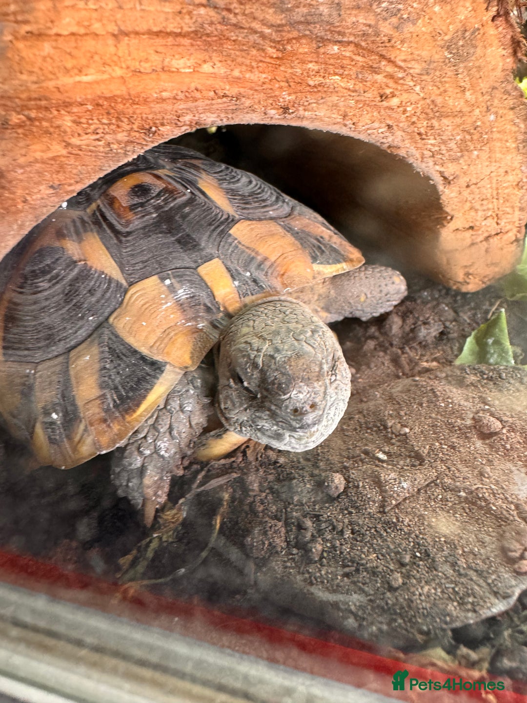Hermann Tortoise reptiles for sale: Herman Tortoise & Table - Advert 3