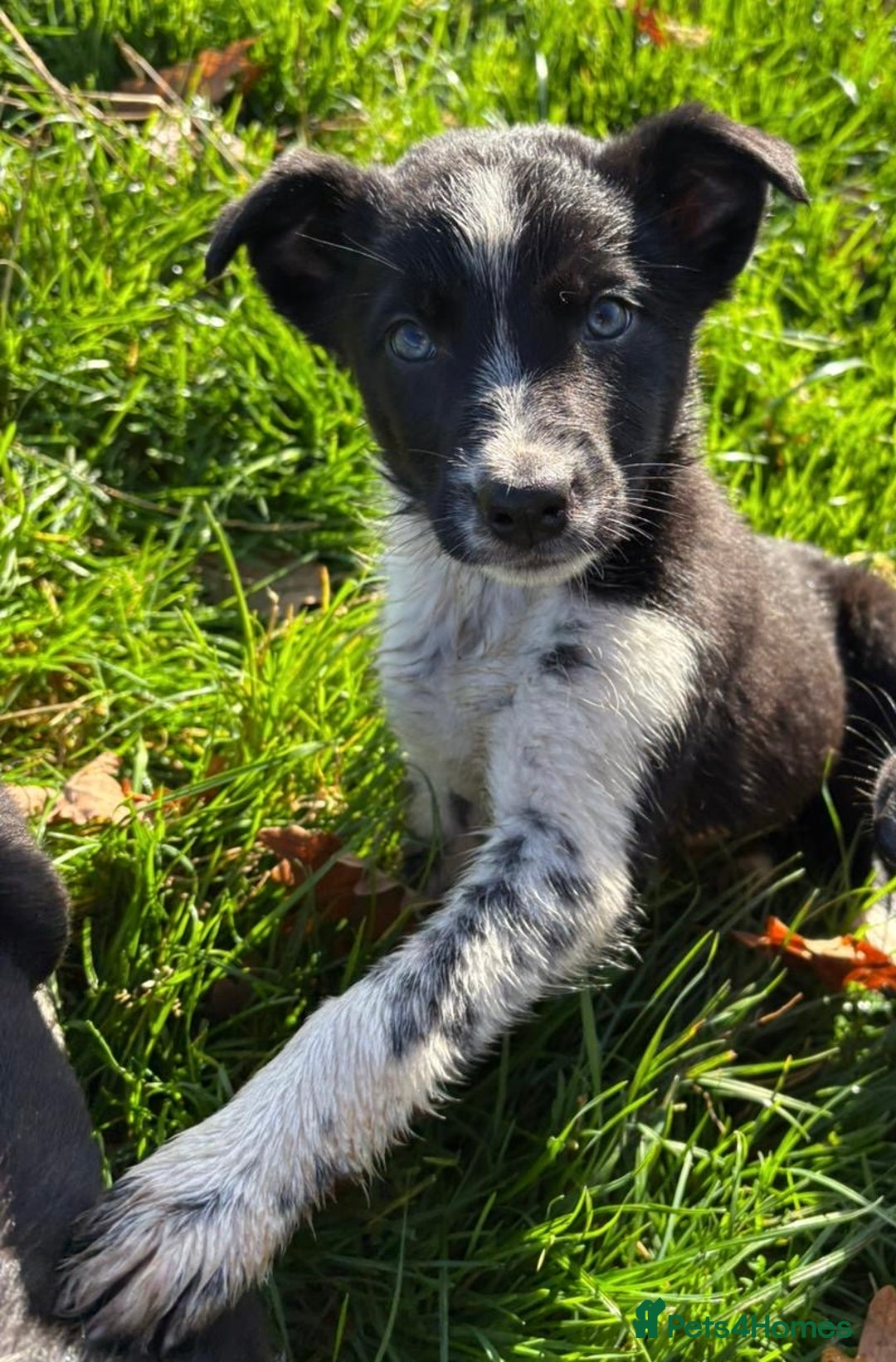Border Collie dogs for sale: Beautiful Border Collie Pups - Image 11