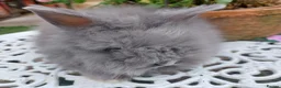Lionhead rabbits for sale: PUREBRED DOUBLE/TEDDY LION HEAD BABIES  - Advert 10