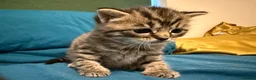 Mixed Breed cats for sale: Three lovely kittens.  - Advert 11