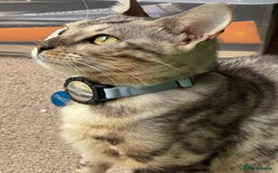 Bengal cats for sale: Rehoming Silver Bengal  - Image 4