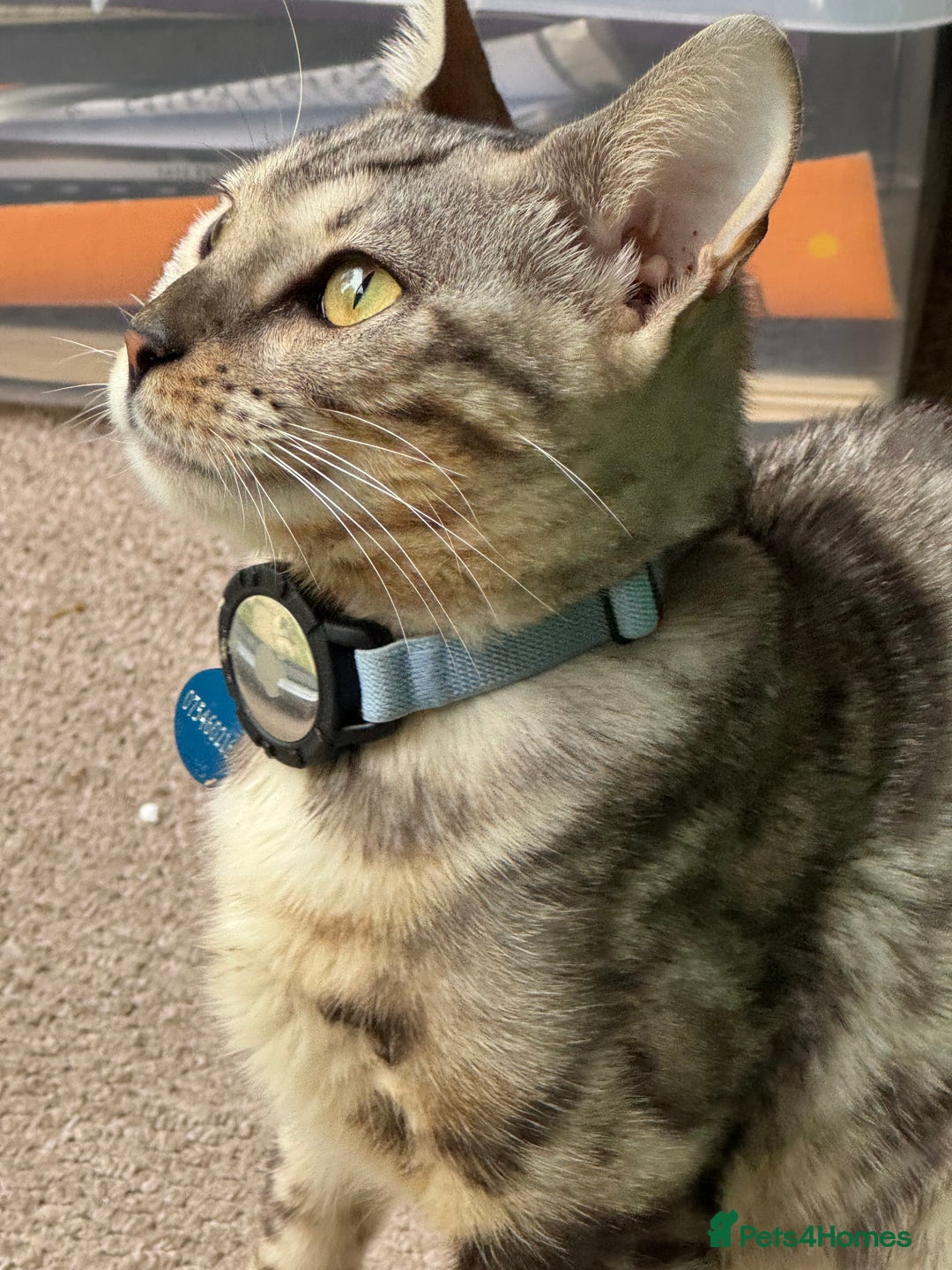 Bengal cats for sale: Rehoming Silver Bengal  - Image 4