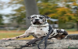 Cane Corso dogs for sale: *** 11 WEEK OLD PUPPY Cane corse boy 🥇 - Advert 1