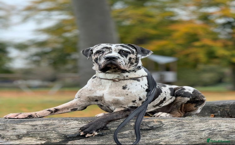 Cane Corso dogs *** 11 WEEK OLD PUPPY Cane corse boy 🥇 - Advert 3