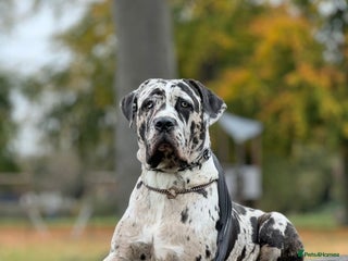 Cane Corso dogs *** 11 WEEK OLD PUPPY Cane corse boy 🥇 - Advert 4