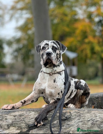 Cane Corso dogs *** 11 WEEK OLD PUPPY Cane corse boy 🥇 - Advert 1