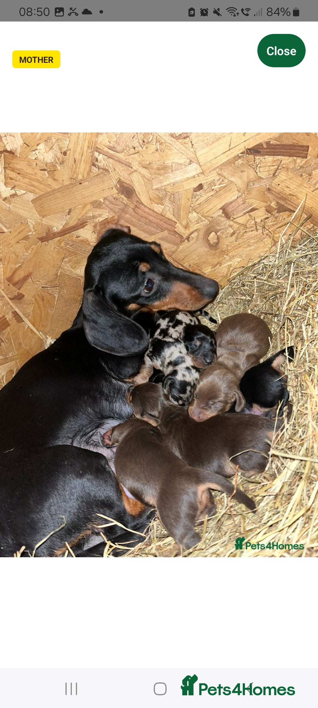 Miniature Dachshund dogs CHOCOLATE/ TAN MINIATURE DACHSHUND  - Advert 7