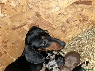 Miniature Dachshund dogs CHOCOLATE/ TAN MINIATURE DACHSHUND - Advert 7