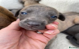 Whippet dogs for sale: Adorable home bred KC whippets - Image 16