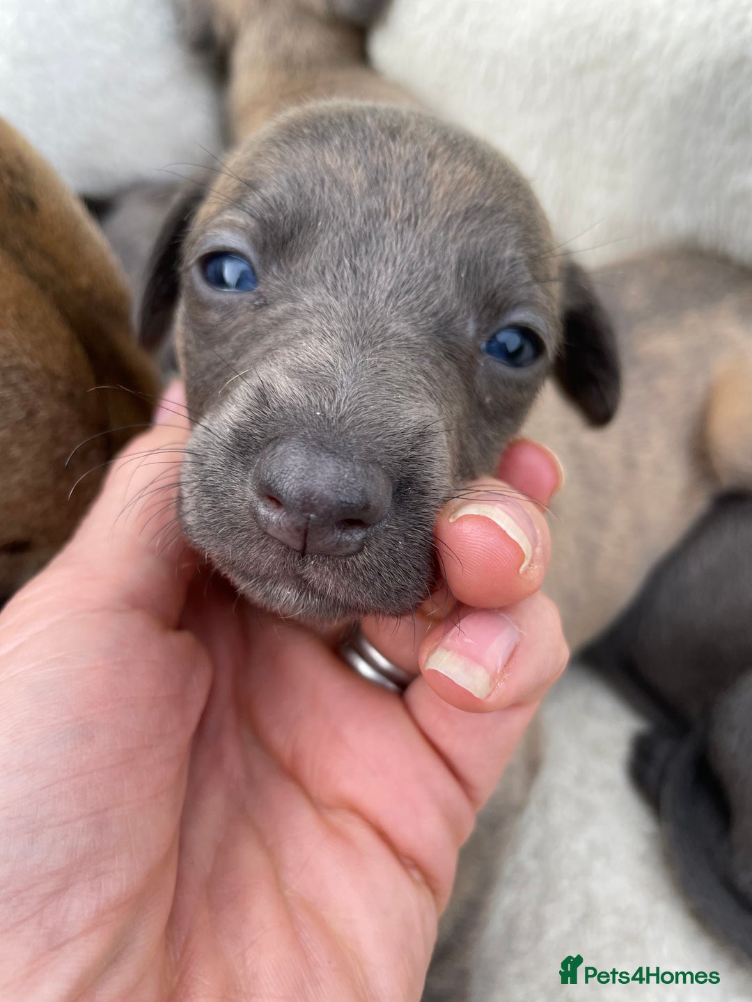 Whippet dogs for sale: Adorable home bred KC whippets - Image 16