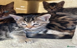 Bengal cats for sale:  Bengal kittens - Image 6