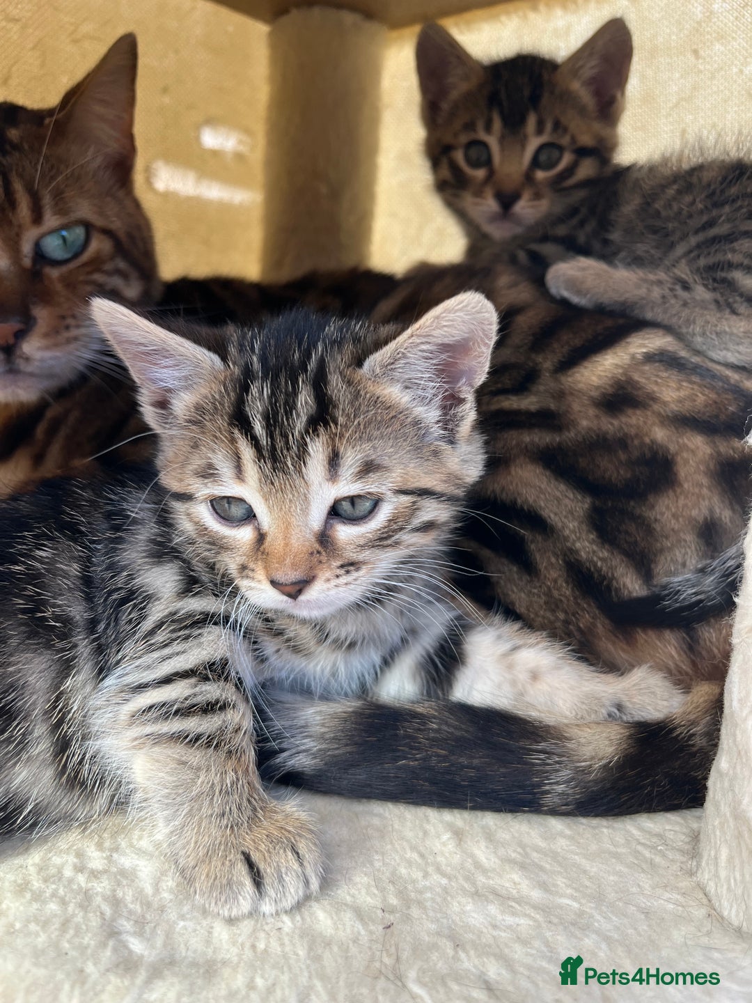 Bengal cats for sale:  Bengal kittens - Image 6
