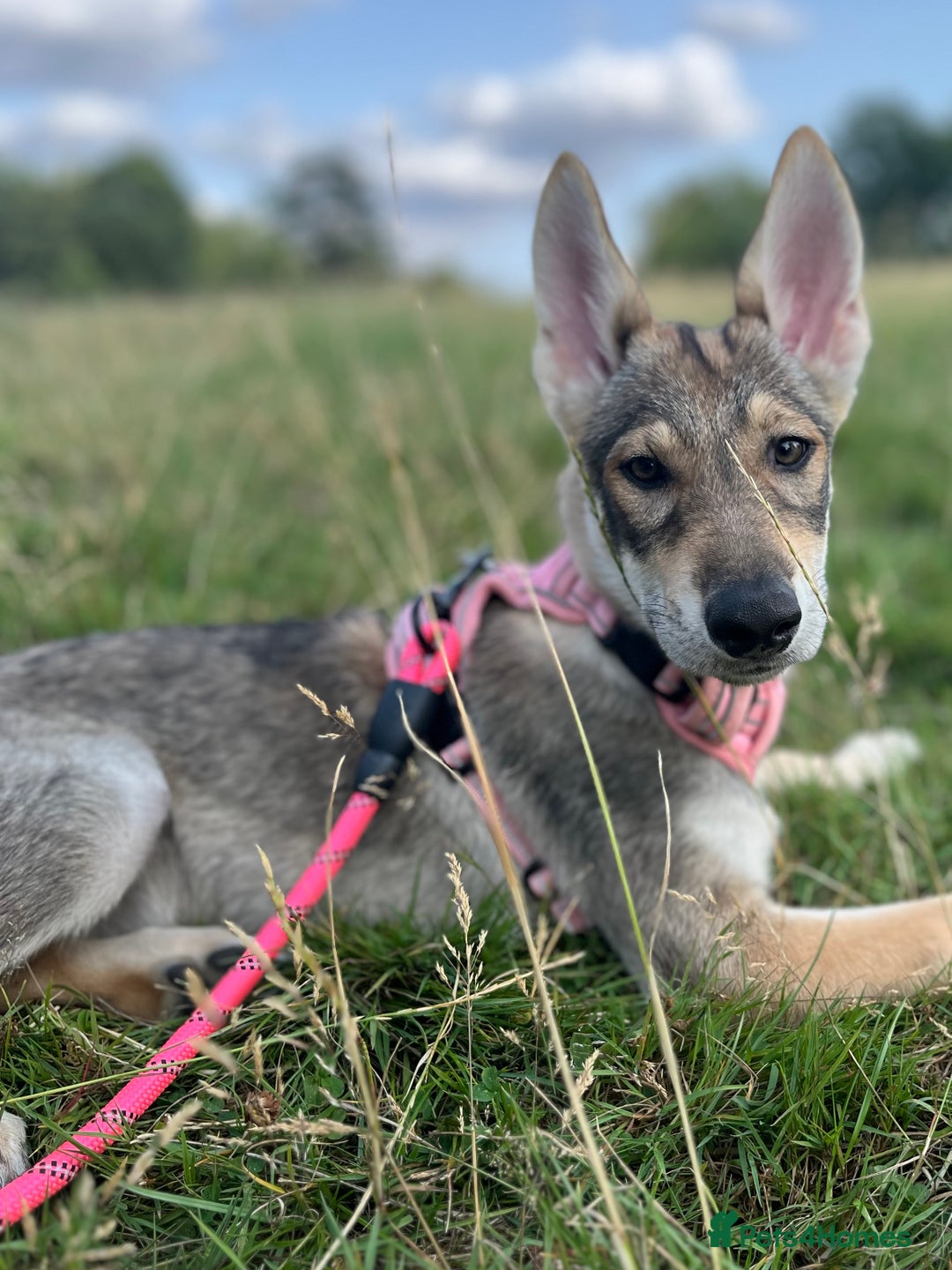 Mixed Breed dogs for sale: 💛Pomsky & Czechoslovakian Wolfdog Puppy Sisters🤎 - Image 9