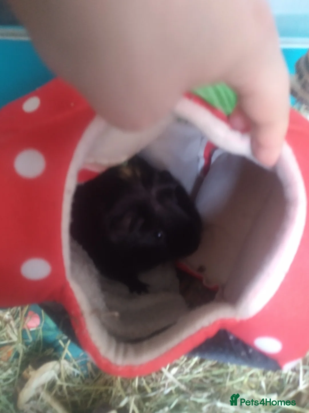 Guinea Pig rodents for sale: Four male guinea pigs  - Advert 2