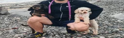 Toy Poodle dogs for sale: Extensively Health-Tested Female Toy Poodle Puppy - Advert 3