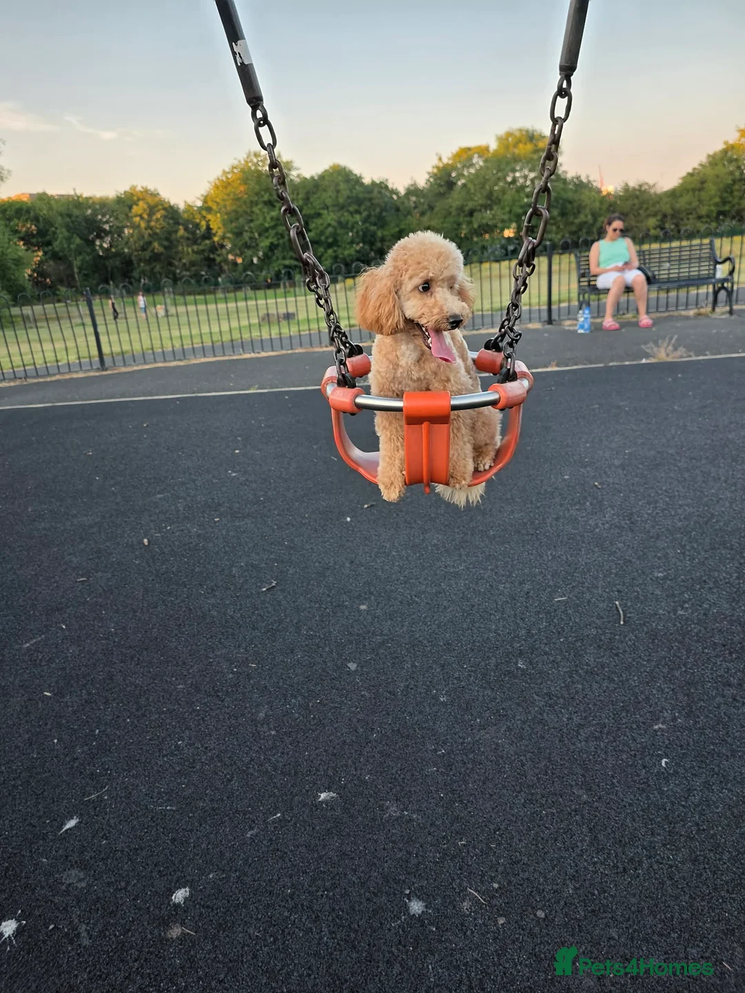 Miniature Poodle dogs for sale: Min Poodle in Leeds - Advert 2
