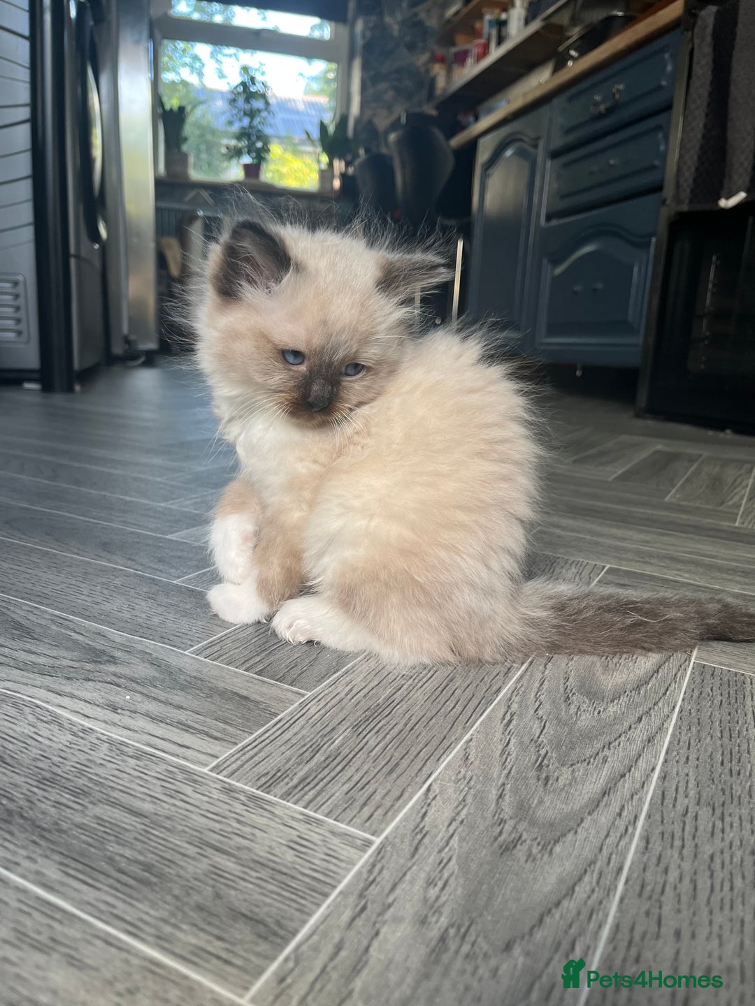Ragdoll cats for sale: Amazing pure bred ragdolls  - Image 9