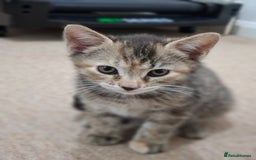 British Shorthair cats for sale: Kittens for sale  - Image 5