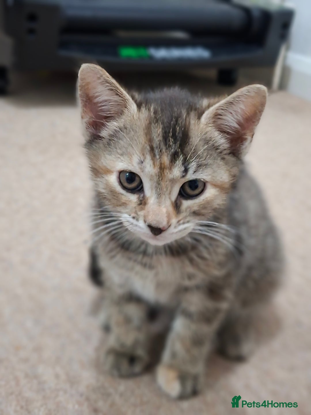 British Shorthair cats for sale: Kittens for sale  - Image 5