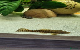 Cichlids fish for sale: Tropical fish and fish tanks in Uxbridge - Image 3