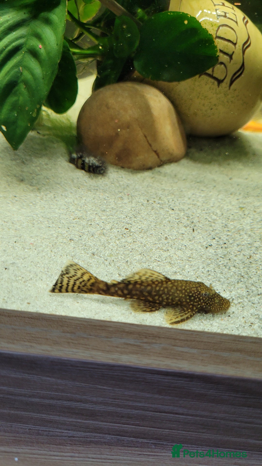 Cichlids fish for sale: Tropical fish and fish tanks in Uxbridge - Image 3