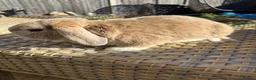 Mini Lop rabbits for sale: 1 Lovely handsome mini lop buck and adult. - Advert 11