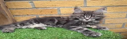Maine Coon cats for sale: 5 Blue and Black smoke Maine Coon kittens left in Sudbury - Advert 21