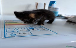 Mixed Breed cats for sale: 5 kittens for sale - Image 12
