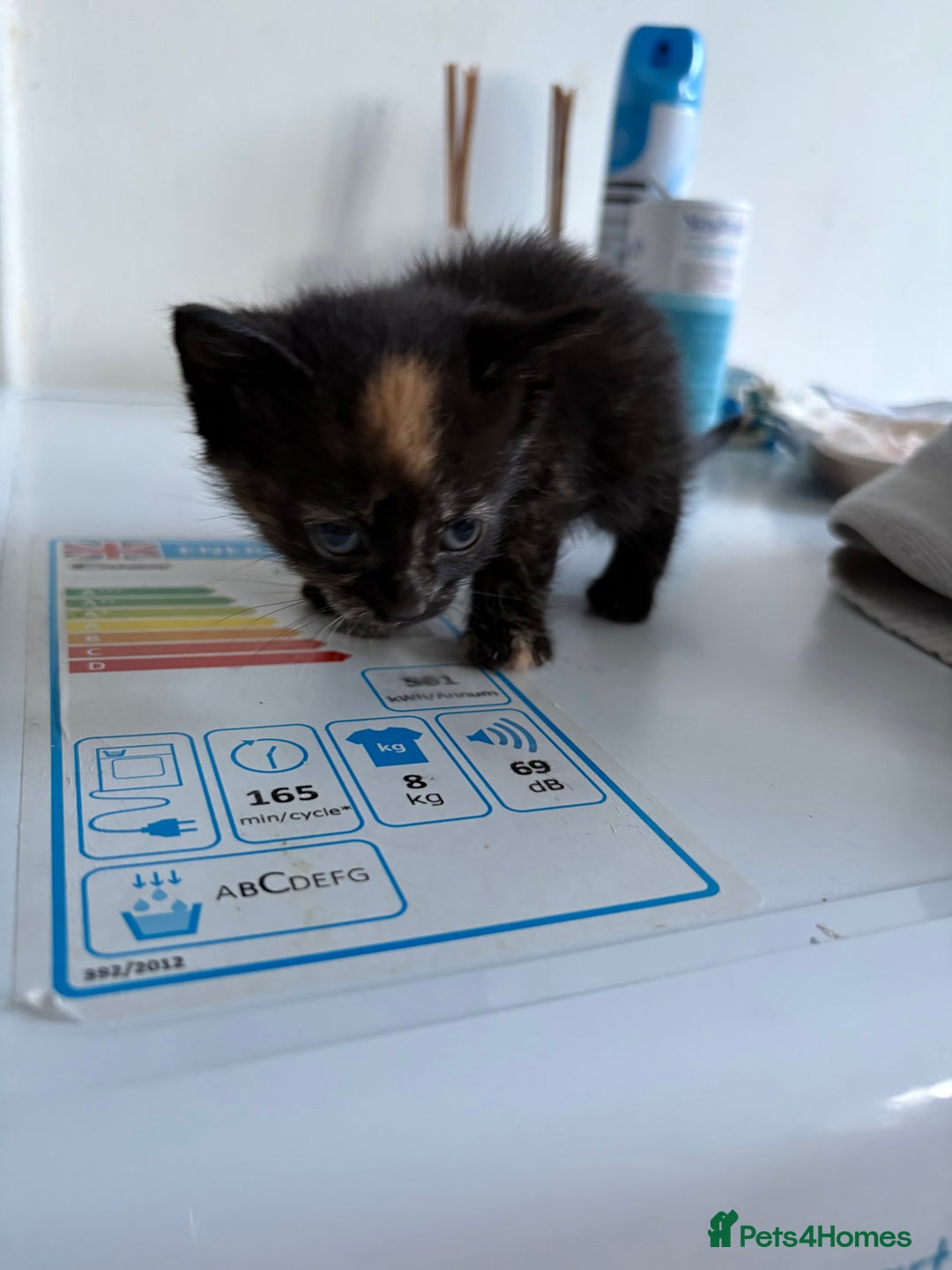 Mixed Breed cats for sale: 5 kittens for sale - Image 12