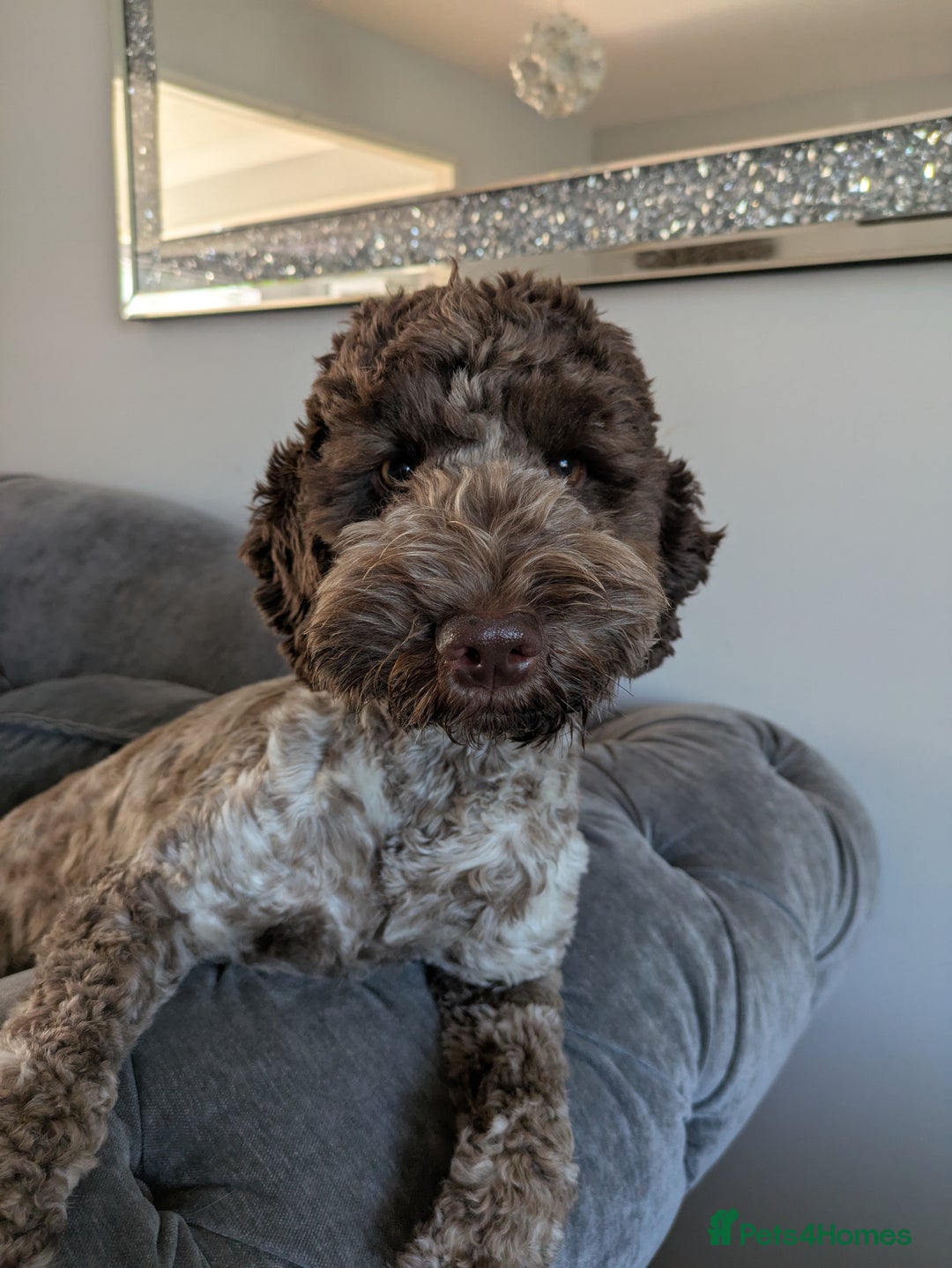 Cockapoo dogs for sale: Cockapoo for sale. - Image 1
