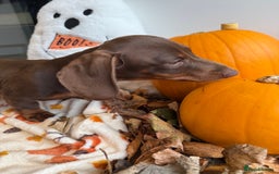 Miniature Dachshund dogs for sale: Perfect Miniature dachshund  - Image 5