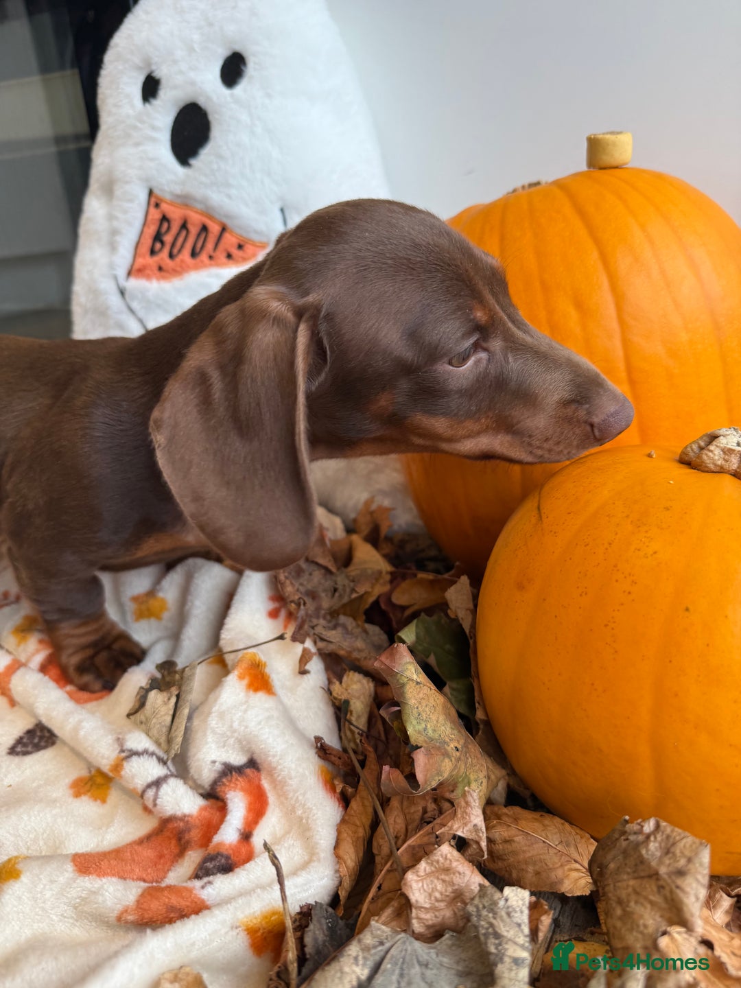 Miniature Dachshund dogs for sale: Perfect Miniature dachshund  - Image 5