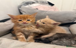 Maine Coon cats for sale: Beautiful main coon kittens for sale  - Advert 9