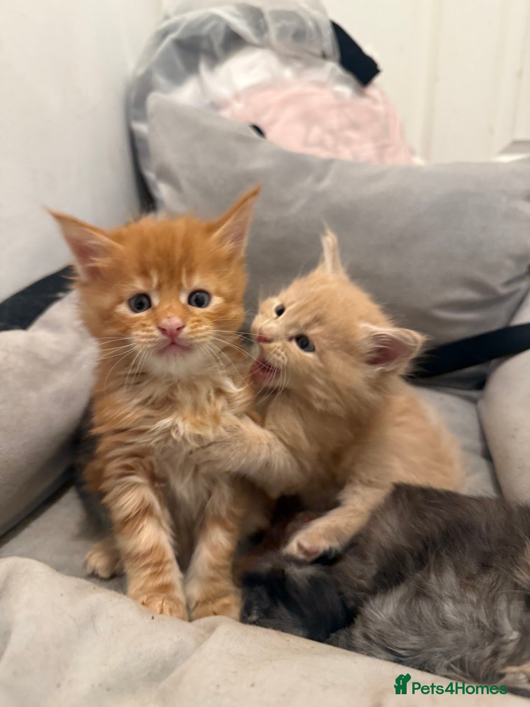 Maine Coon cats for sale: Beautiful main coon kittens for sale  - Advert 9