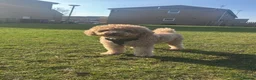 Toy Poodle dogs for sale: Male toy poodle  in Glasgow - Advert 2