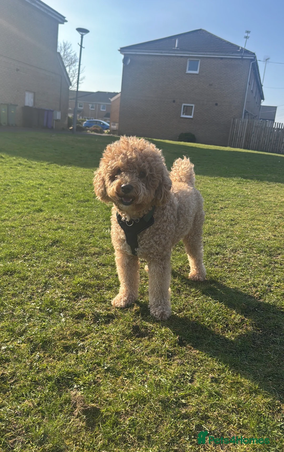 Toy Poodle dogs for sale: Male toy poodle  in Glasgow - Advert 2