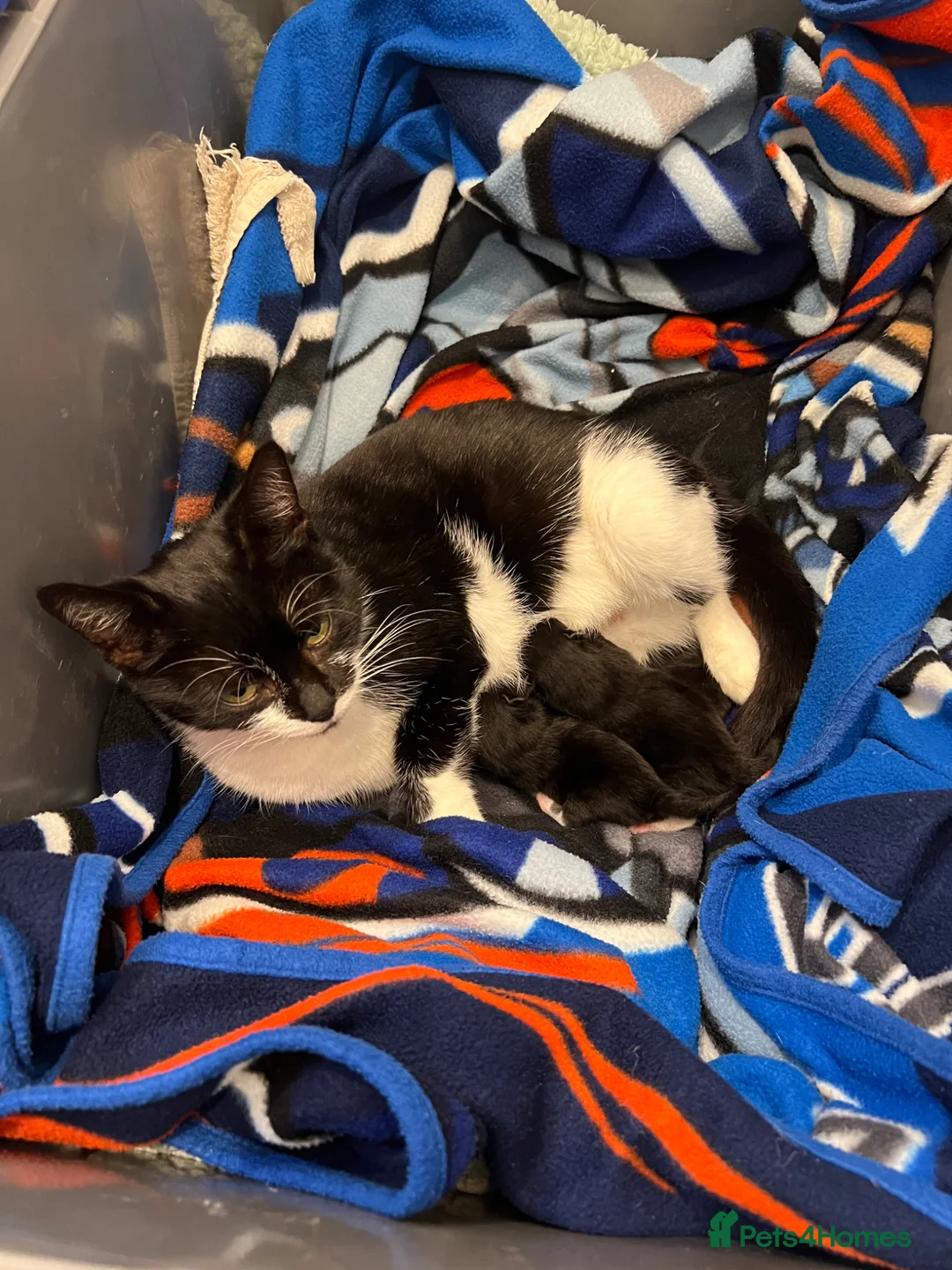 Mixed Breed cats for sale: Stunning Baby’s for sale  - Advert 11