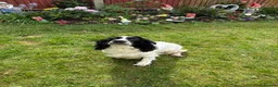 English Springer Spaniel dogs for sale: 8 beautiful spaniel puppies - Advert 16