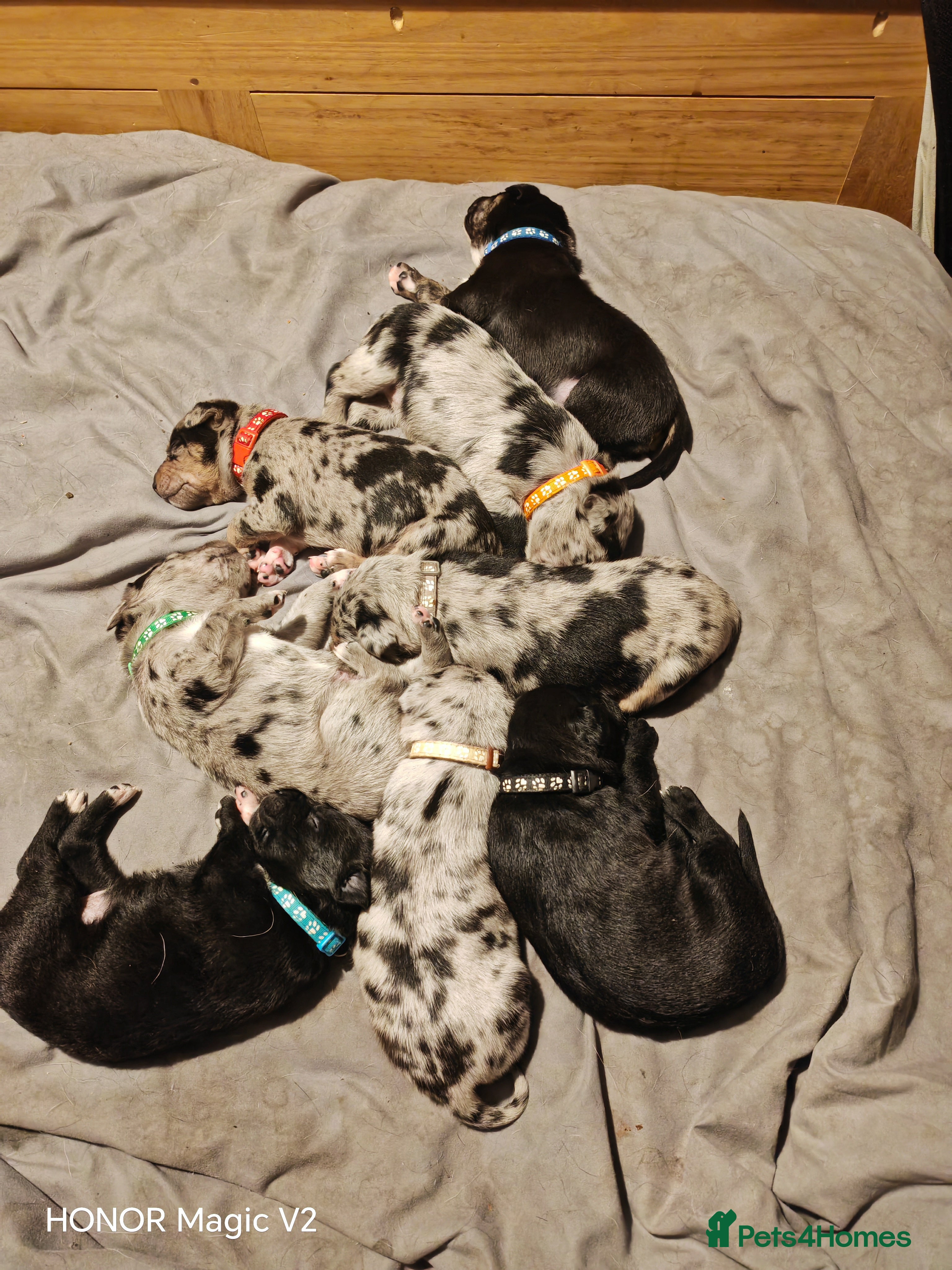 Mixed Breed dogs Staffy x Bullmastiff x Border Collie Puppies - Advert 2