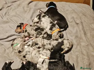 Mixed Breed dogs Staffy x Bullmastiff x Border Collie Puppies - Advert 2