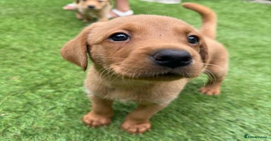 Labrador Retriever dogs - Advert 9