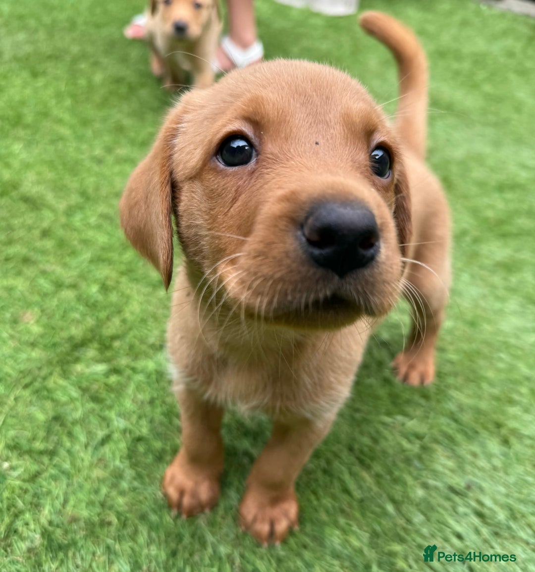 Labrador Retriever dogs for sale: Beautiful fox red Labrador pups - Image 2
