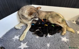 German Shepherd dogs for sale: Stunning German Shepherd/Utonagan Puppies  - Image 7