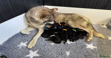 German Shepherd dogs - Advert 3