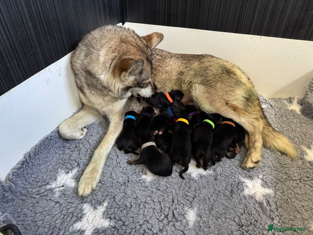German Shepherd dogs for sale: Stunning German Shepherd/Utonagan Puppies  - Image 7