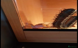 Leopard Gecko reptiles for sale: Female leopard gecko  - Image 2