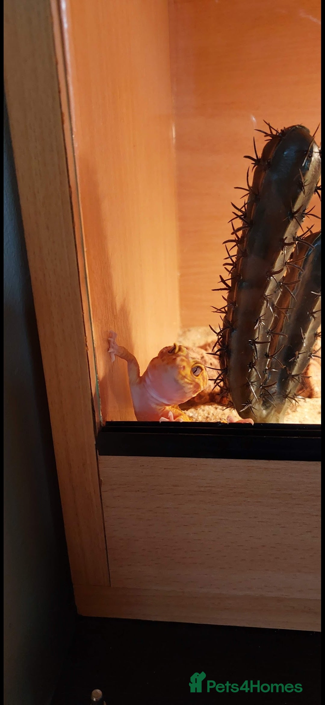 Leopard Gecko reptiles for sale: Female leopard gecko  - Image 2