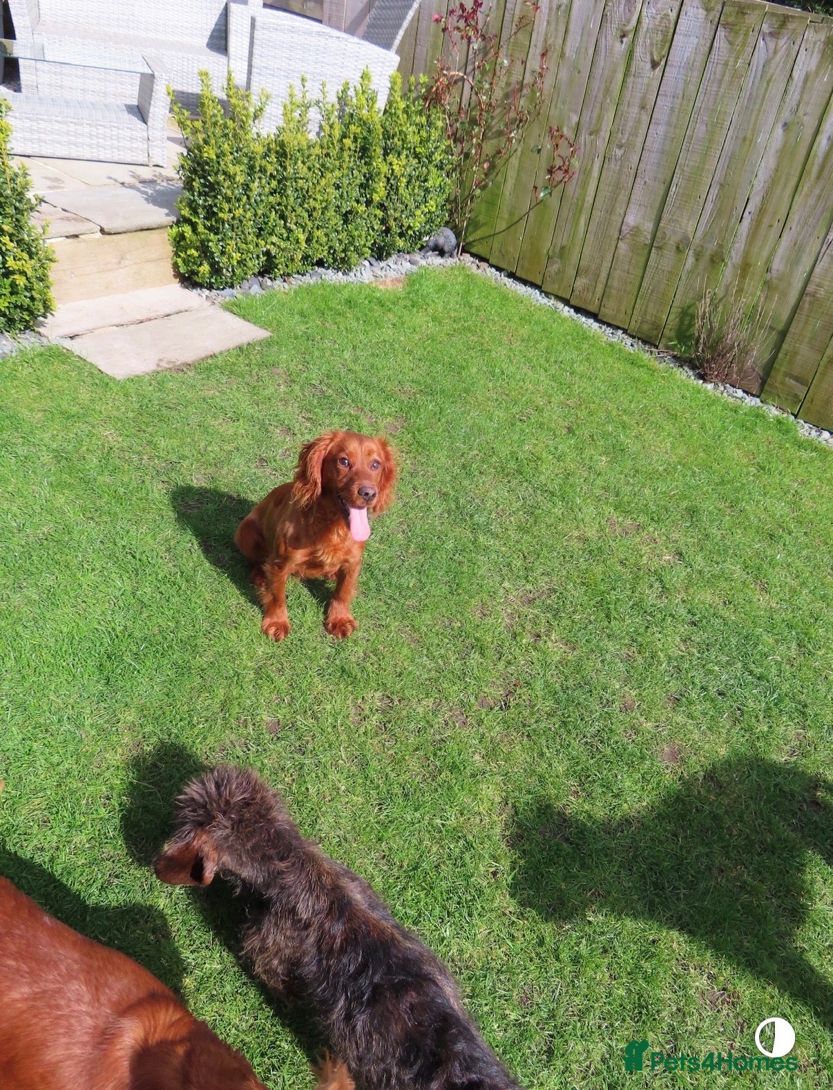 Cocker Spaniel dogs Working KC Registered Cocker Spaniel pups  - Advert 1